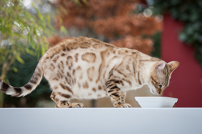 gata está prenha bebendo leite na vasilha