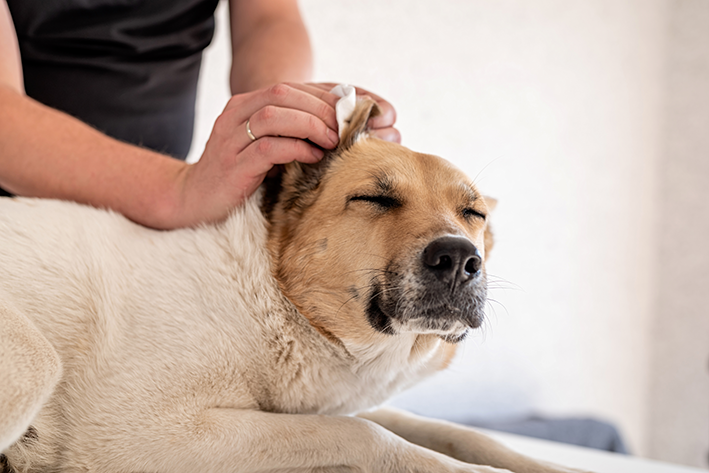 mulher pronta para limpar o ouvido do cachorro