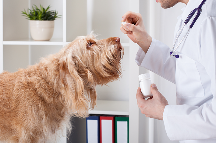 prednisolona para cães e gatos