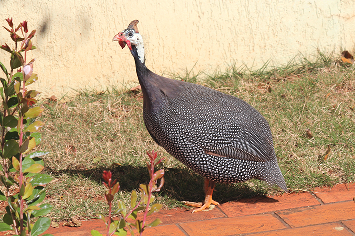 raças de galinha