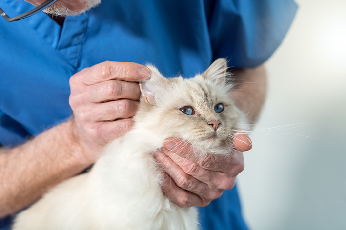 check-up em gatos