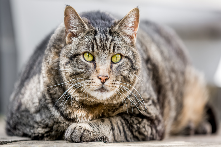 Gato obeso
