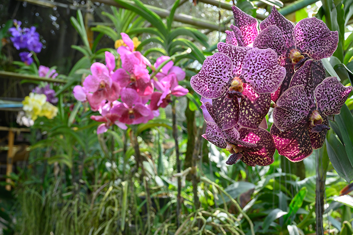 As raízes aéreas da orquídea vanda