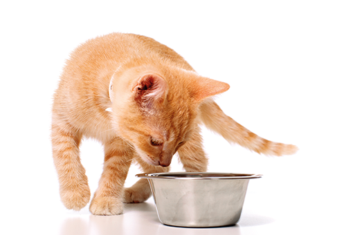 pet comendo ração para gato castrado