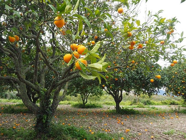 Árvores frutíferas