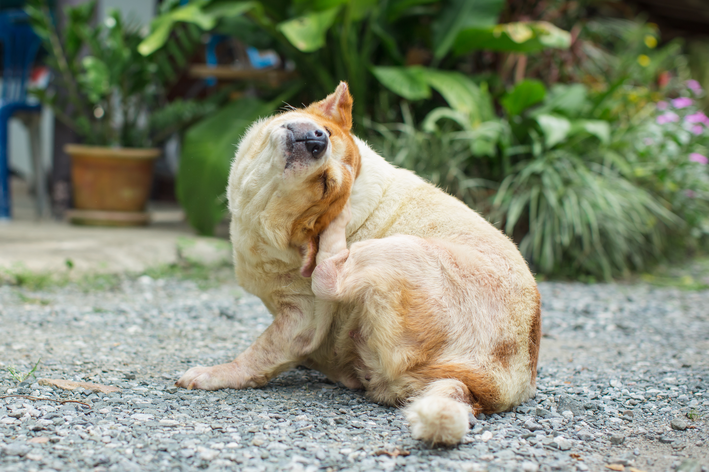 cão com alopecia canina