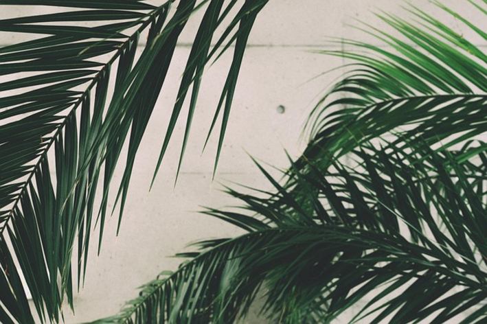 folhas da palmeira areca bambu