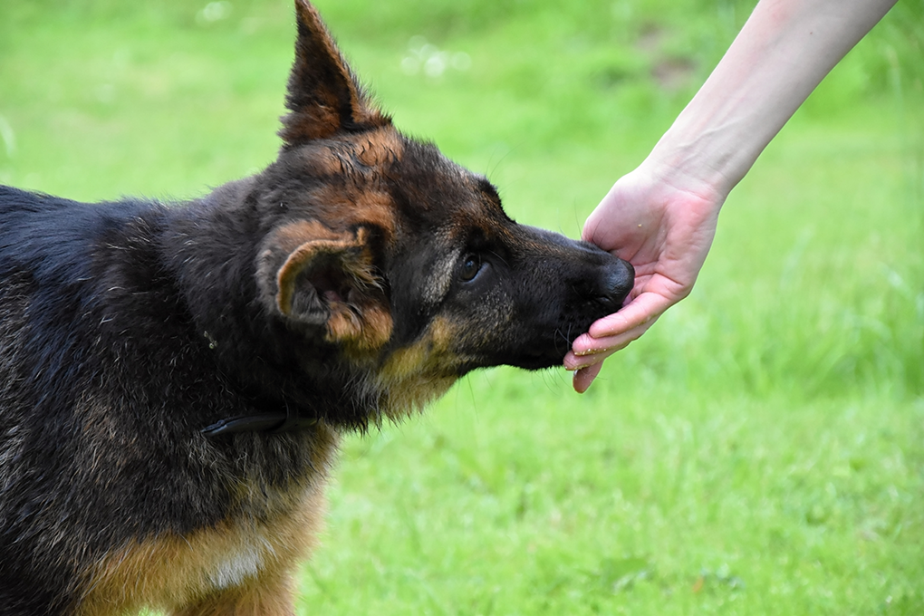 Cachorro não pode comer uva
