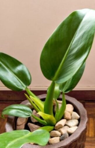 Guia de Plantas 3
