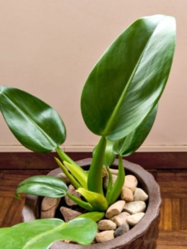 Sonhou com Plantas? Descubra o Significado!