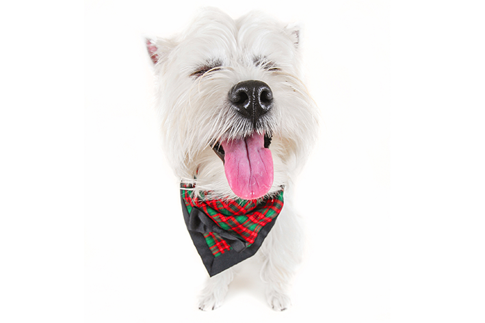 Cachorro pronto para a Festa Junina
