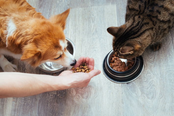 Diversidade Guabi Natural para cães