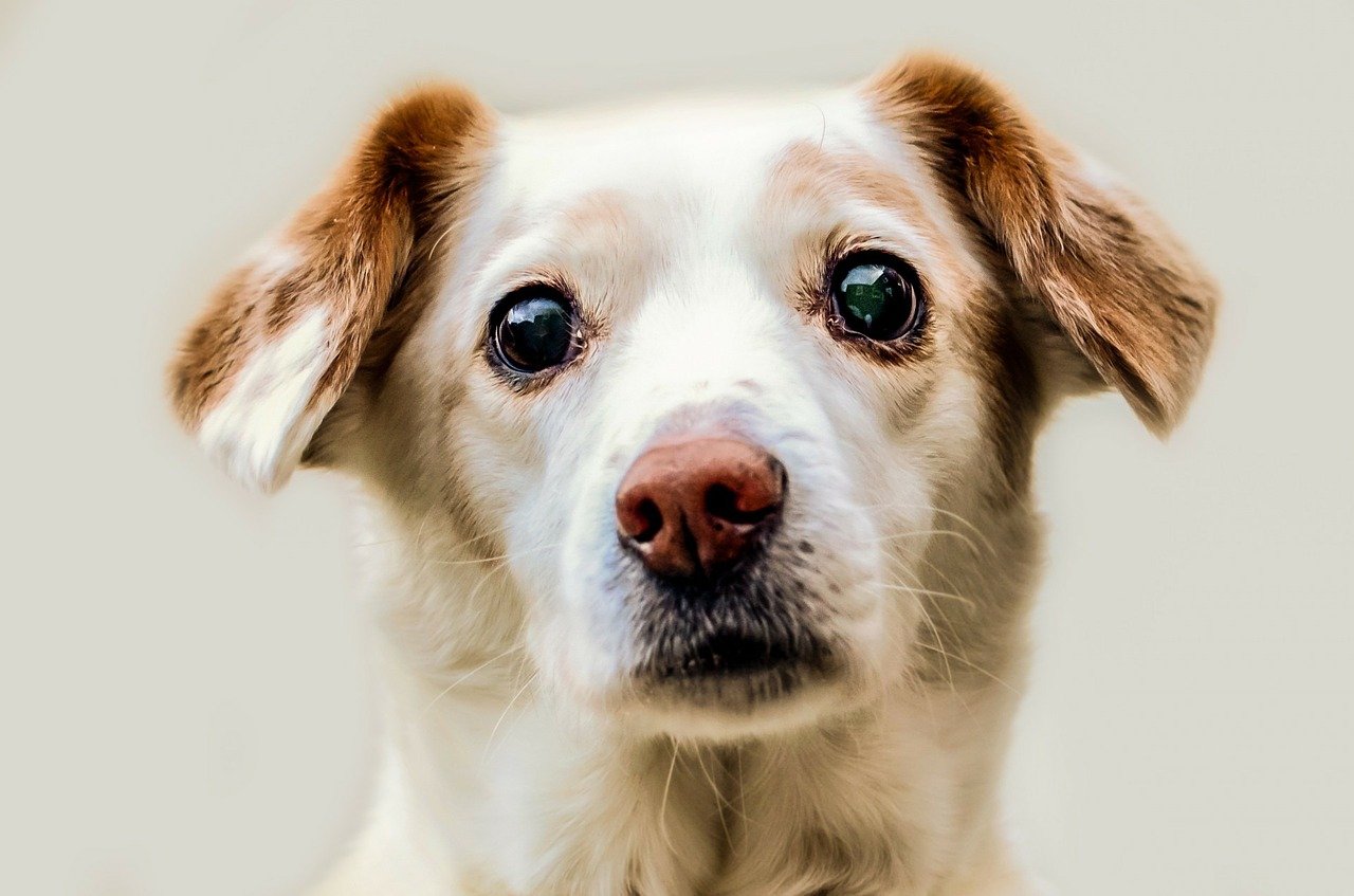 insuficiência renal em cães