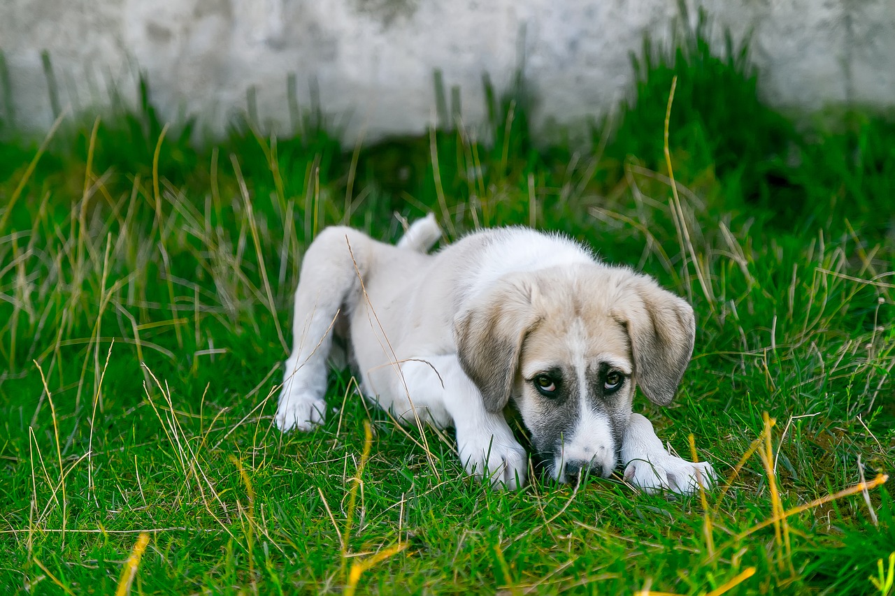 Leishmaniose em cães é uma doença muito perigosa