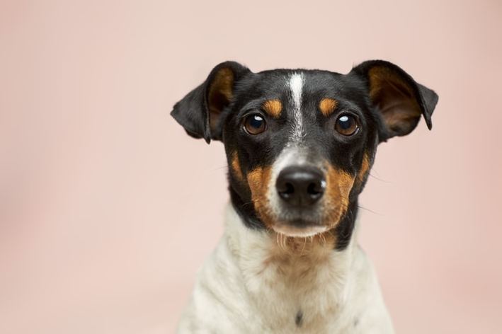 nomes para cachorro macho