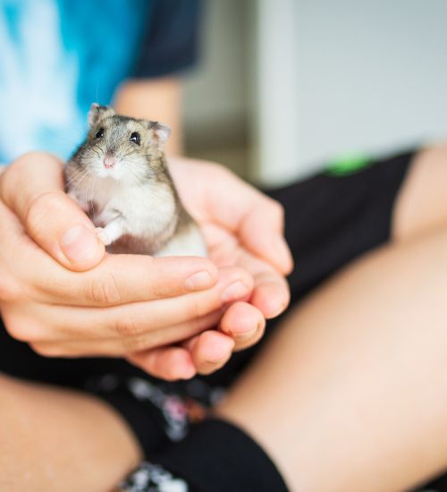 Nomes para hamster