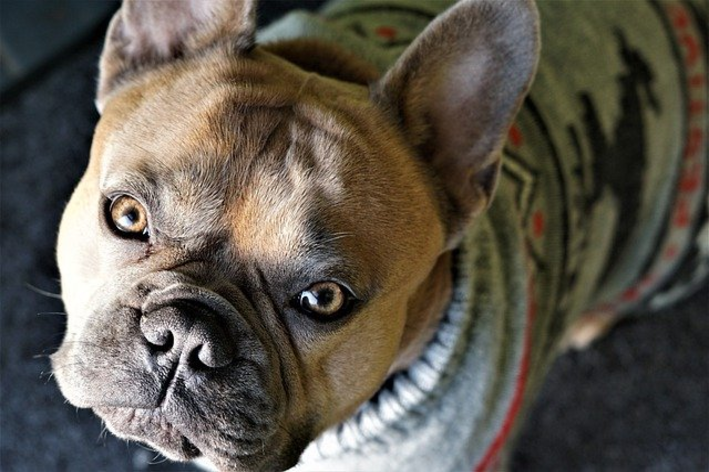 Bulldog com roupas de inverno
