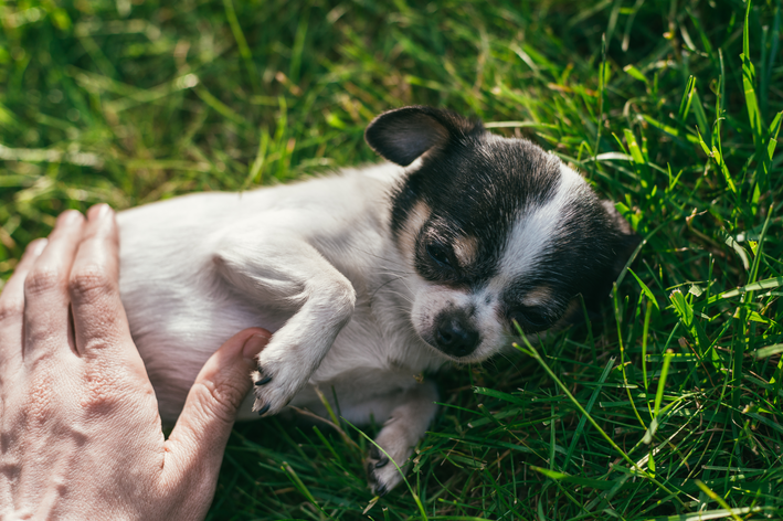 cachorro com barriga inchada e dura