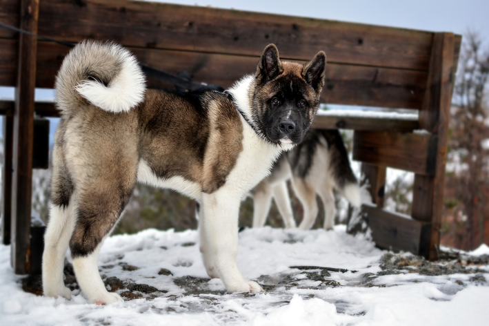 akita-americano