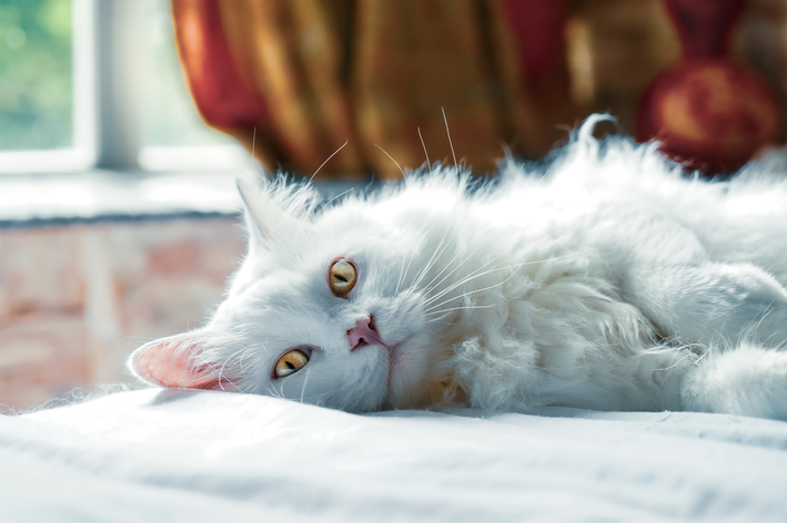 gato branco deitado de lado