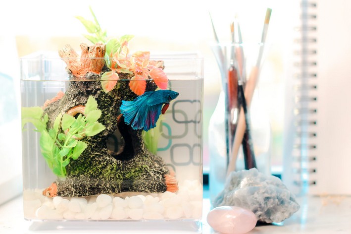 Aquário para betta com pequena plantas artificiais sobre a mesa