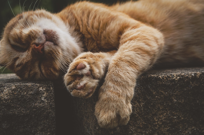 felv