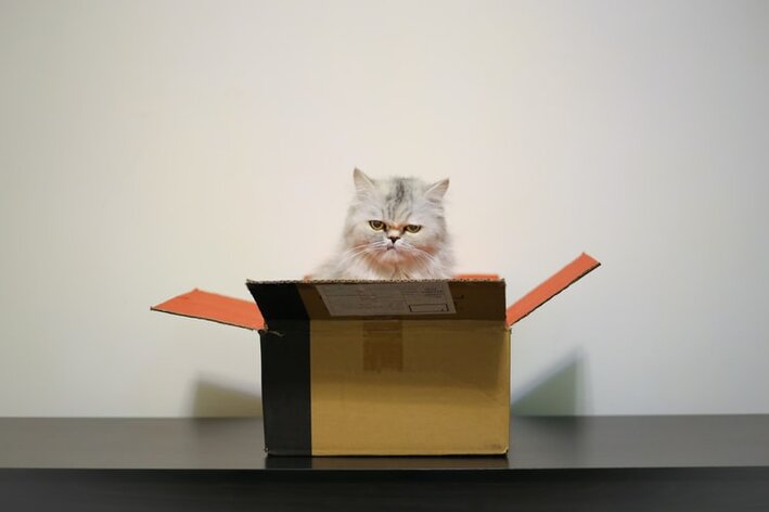 porque-gatos-gostam-de-caixas