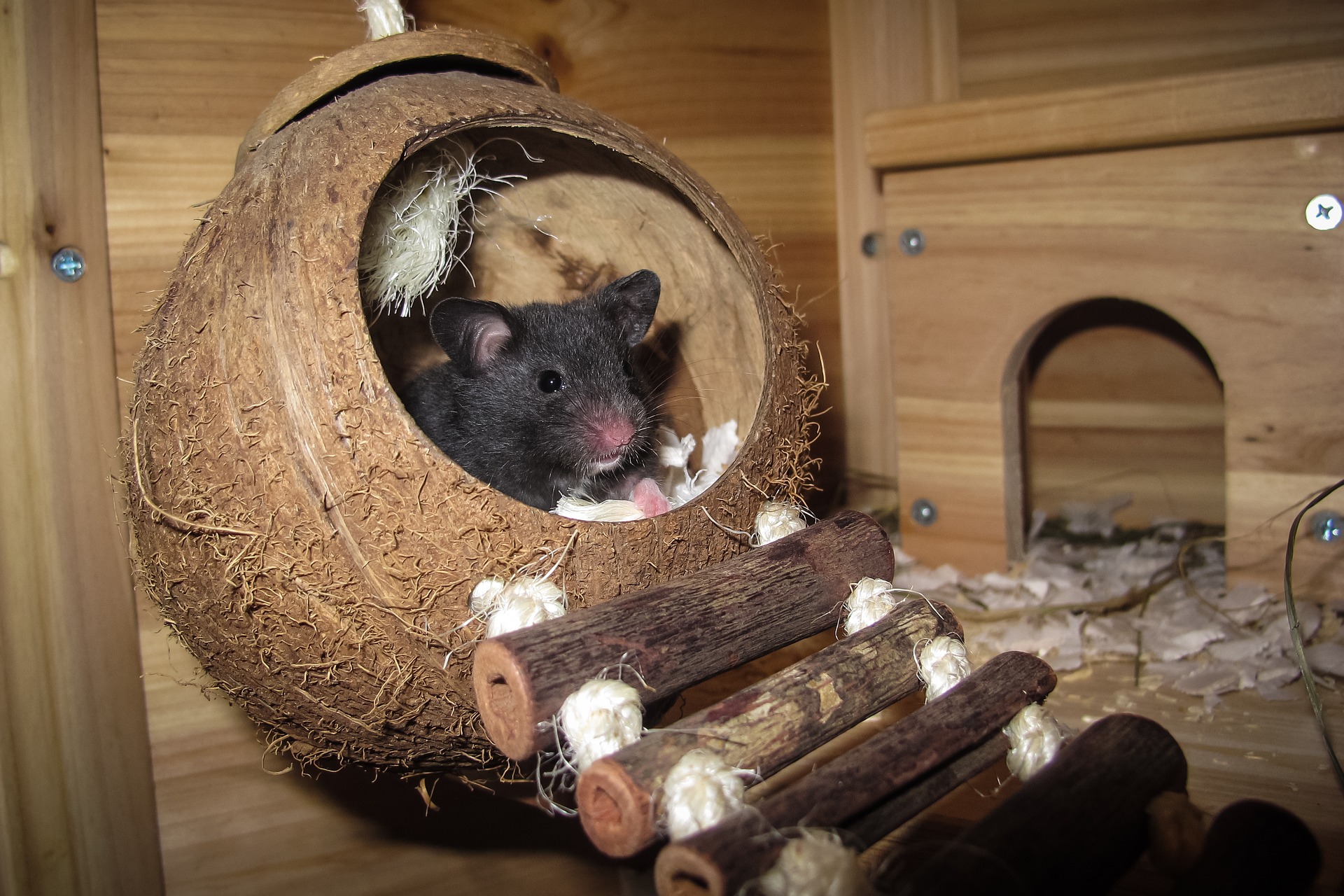 hamster preto