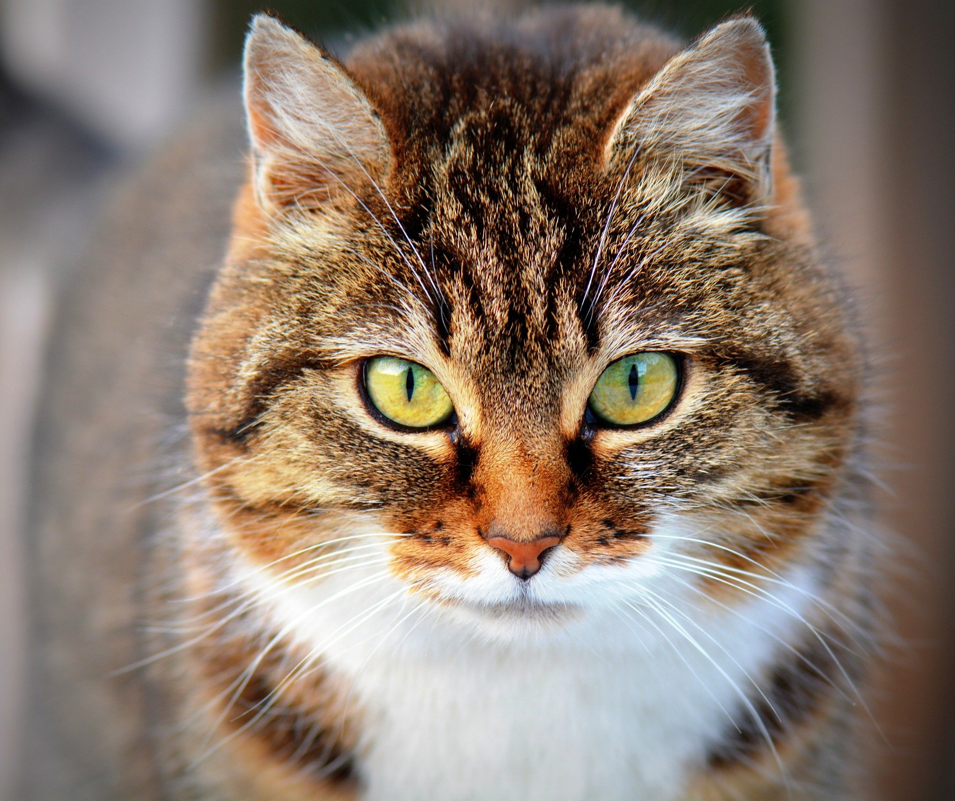 Max Gatos