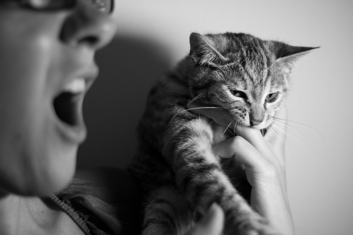 mordida de gato