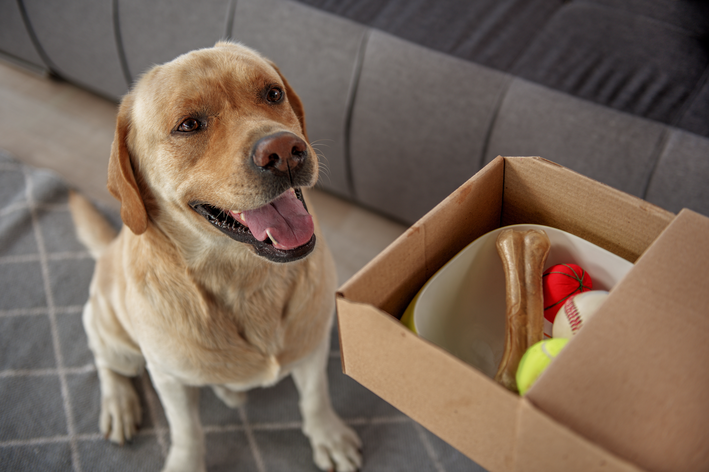 cachorro Labrador sentado ao lado do seu organizador de brinquedos
