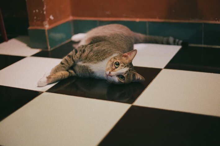 gato soltando muito pelo