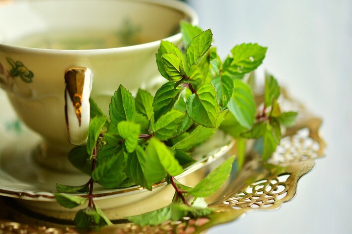 plantas medicinais