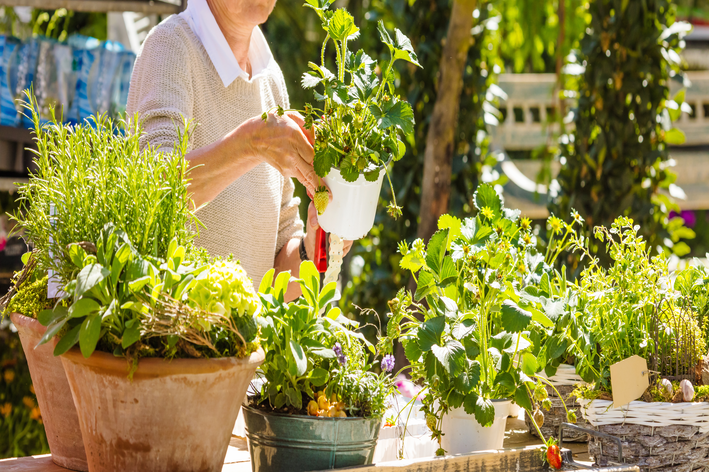 plantas para jardim