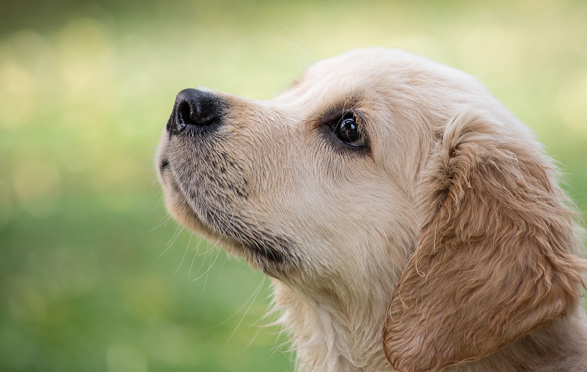 primeiro cachorro