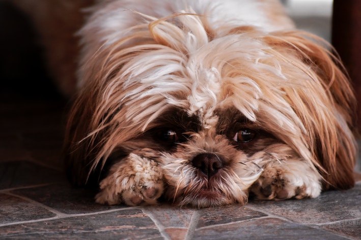 cachorro com sintomas da leptospirose