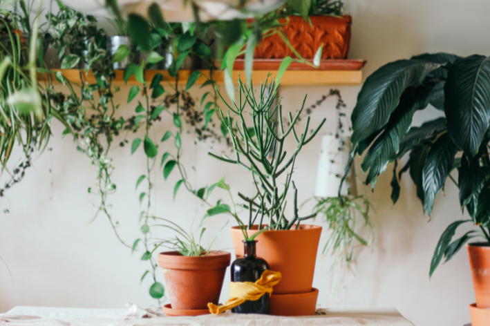 tipos de plantas bonitas