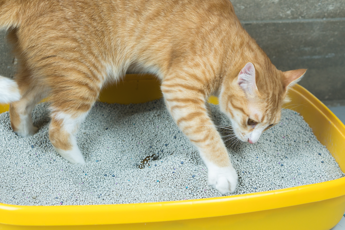melhor caixa de areia para gatos