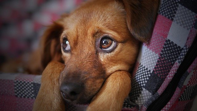 Cachorro com barriga inchada
