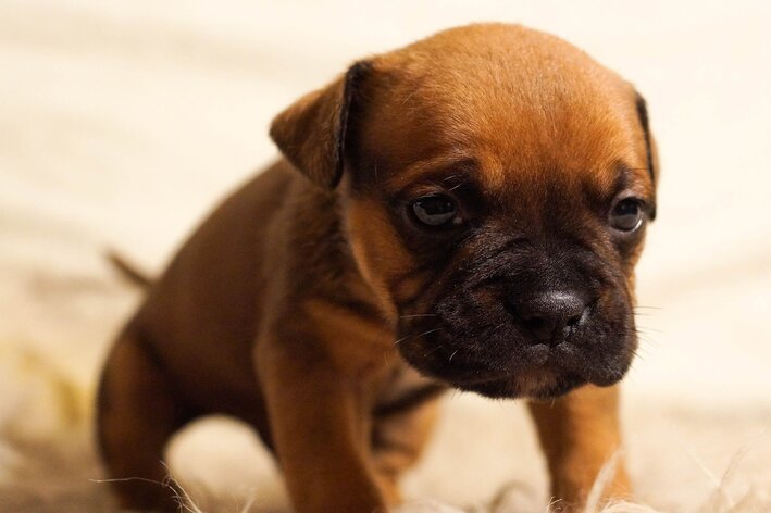 Filhote de cachorro chorando: o que fazer?