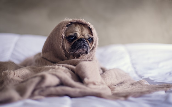 cachorro com olho inchado (1)