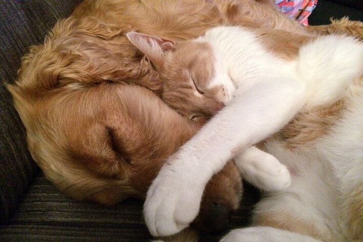 Cachorro e gato juntos: cinco dias para a convivência