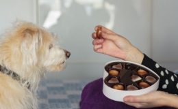 cachorro pode comer chocolate
