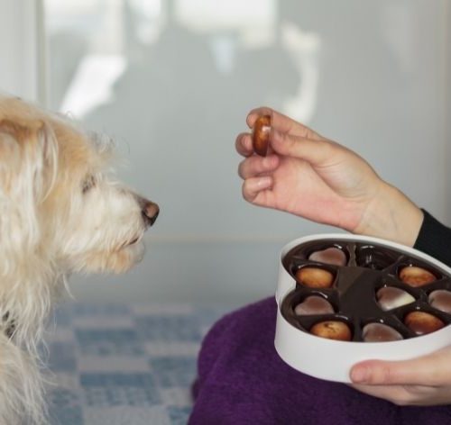 cachorro pode comer chocolate