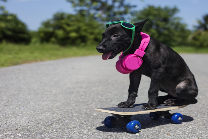 cachorro skatista