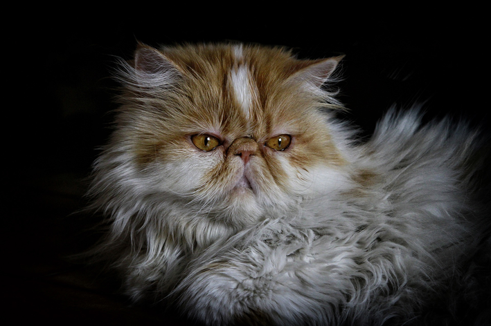 quantos dias um gato pode ficar desaparecido