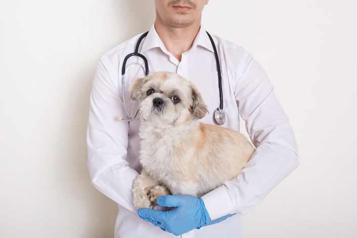 Veterinário segurando pet