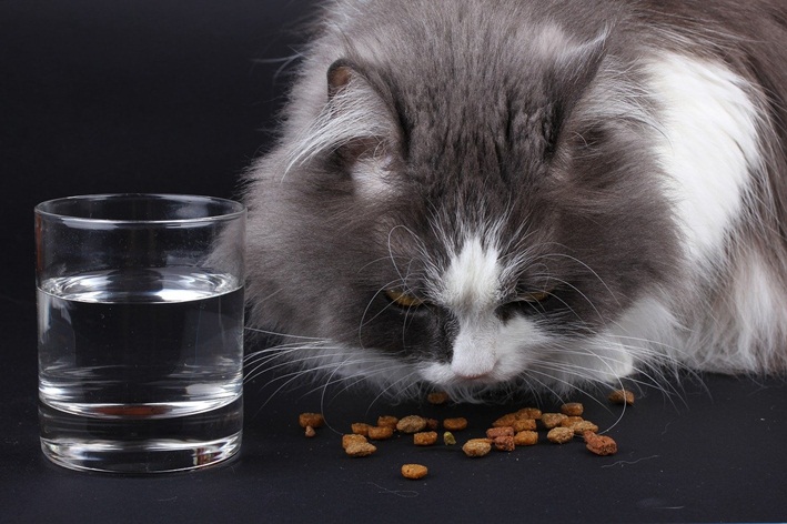 comedouro elevado para gatos