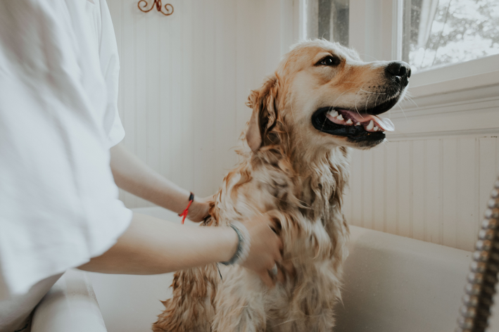 Banho em cachorro peludo e grande