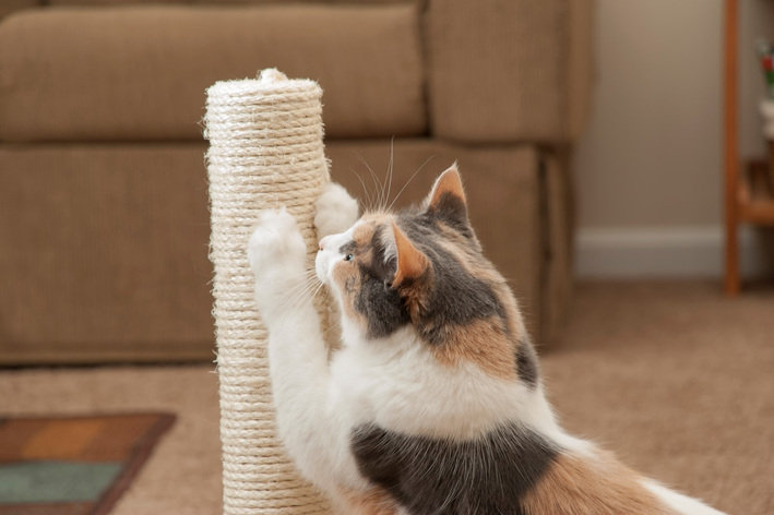 como fazer um arranhador de gato
